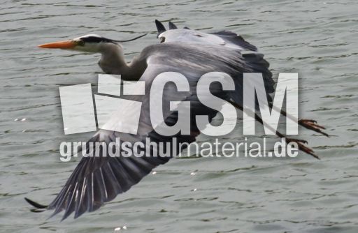 Graureiher-A 181.jpg